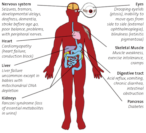 Primagen : Retina™ Mitox™ - Mitochondrial toxicity assay